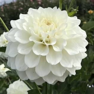 Mt. Hood Tuber | Empty Pockets Ranch